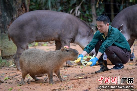 生活在长隆野生动物世界内的水豚。记者 陈骥旻 摄